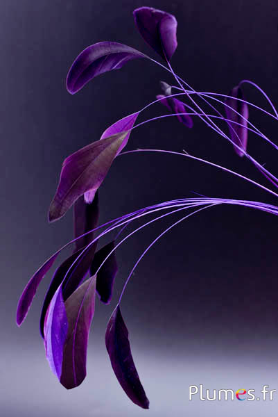 Coquetip - 20-25 cm - viola-nero